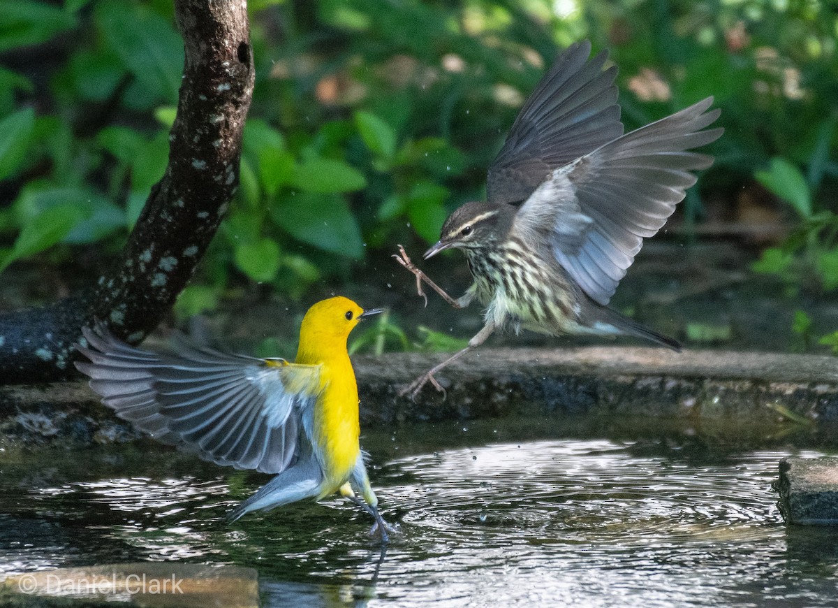 Northern Waterthrush - ML150852631