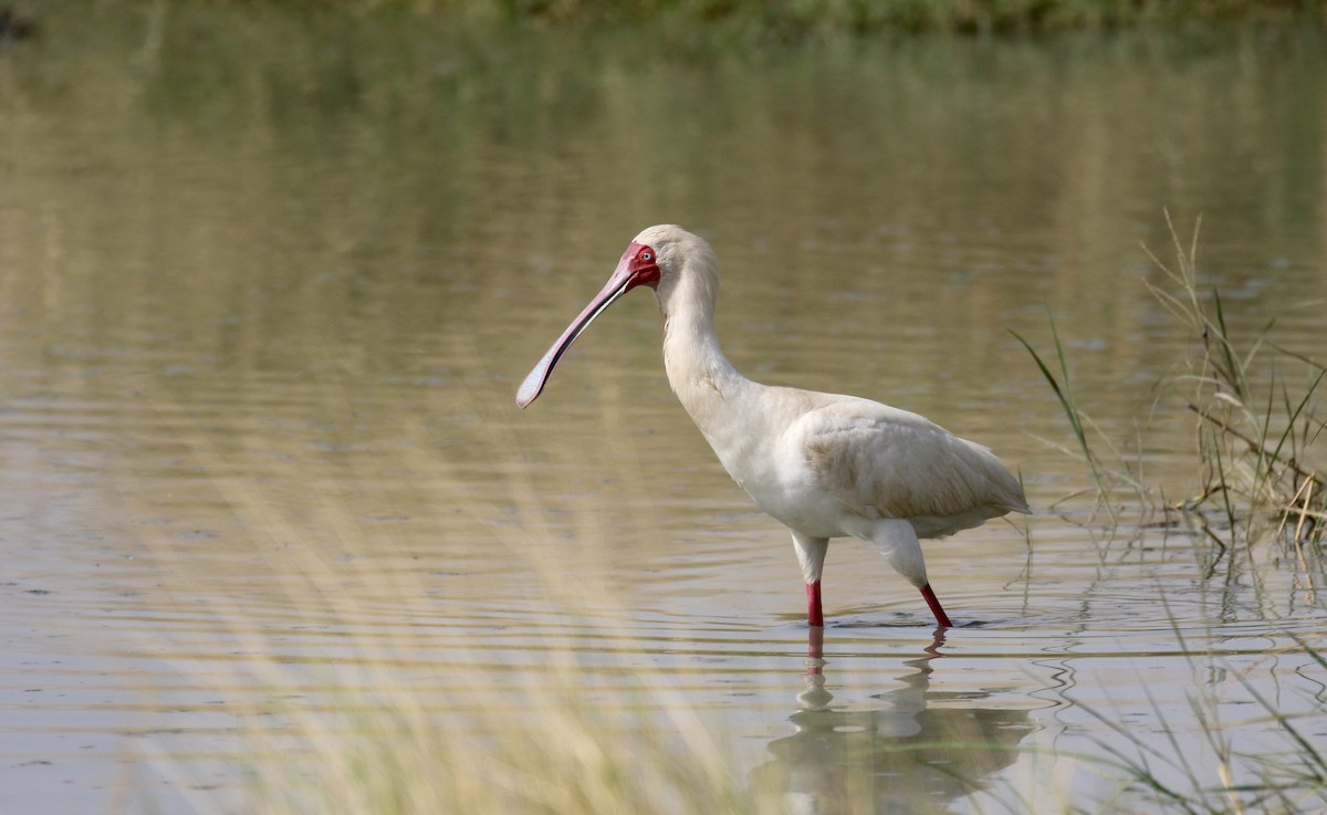 African Spoonbill - Jay McGowan