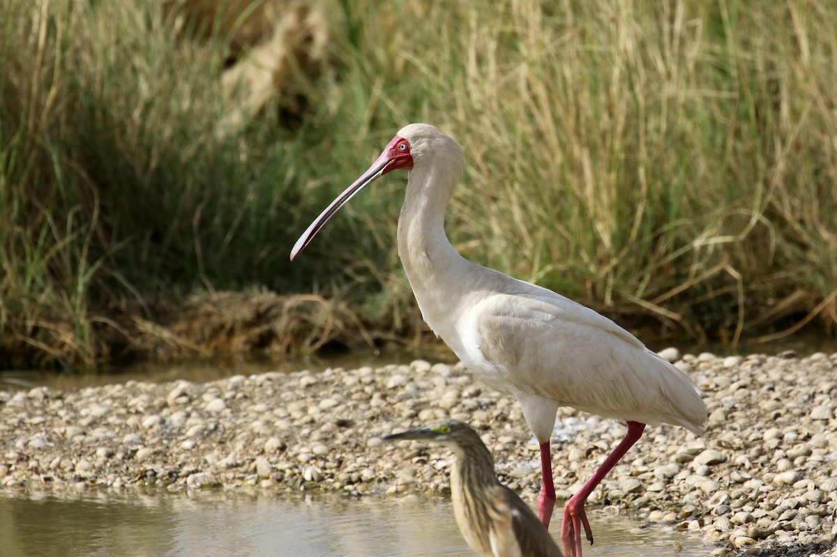 African Spoonbill - Jay McGowan