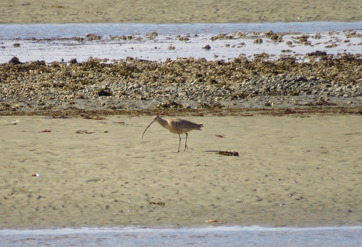 Long-billed Curlew - ML150854761