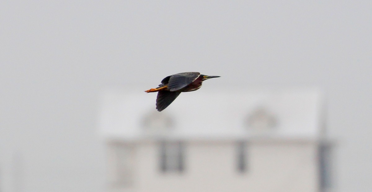 Green Heron - ML150854891