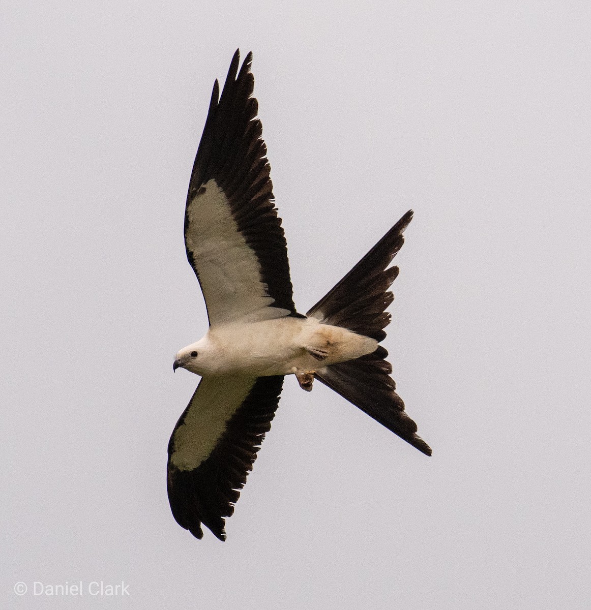 Swallow-tailed Kite - ML150855011
