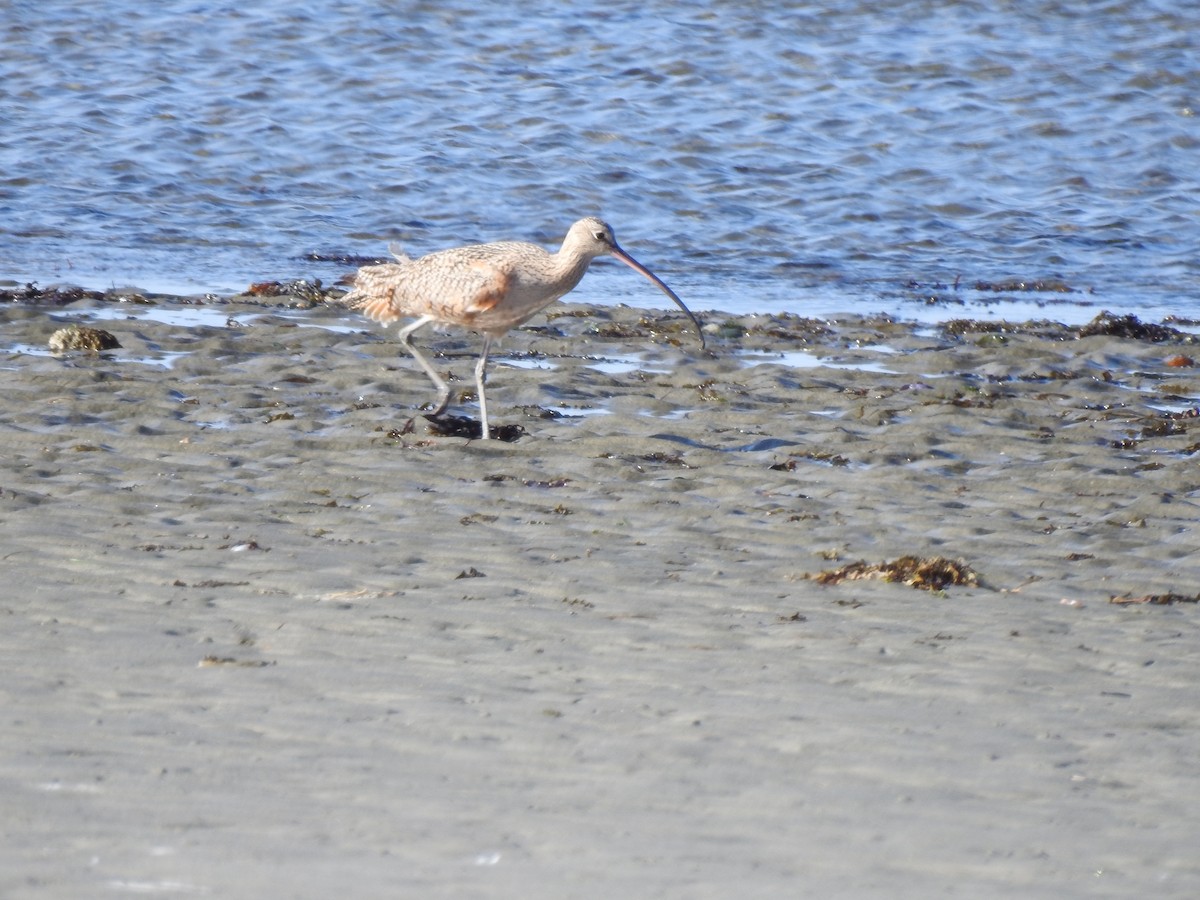 Long-billed Curlew - ML150855881