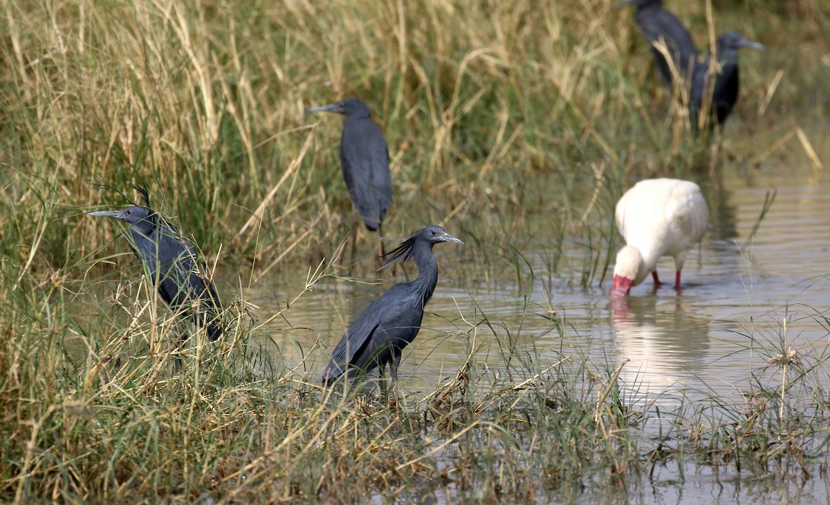 Black Heron - ML150856101