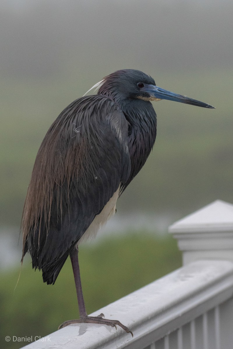 Tricolored Heron - ML150856231