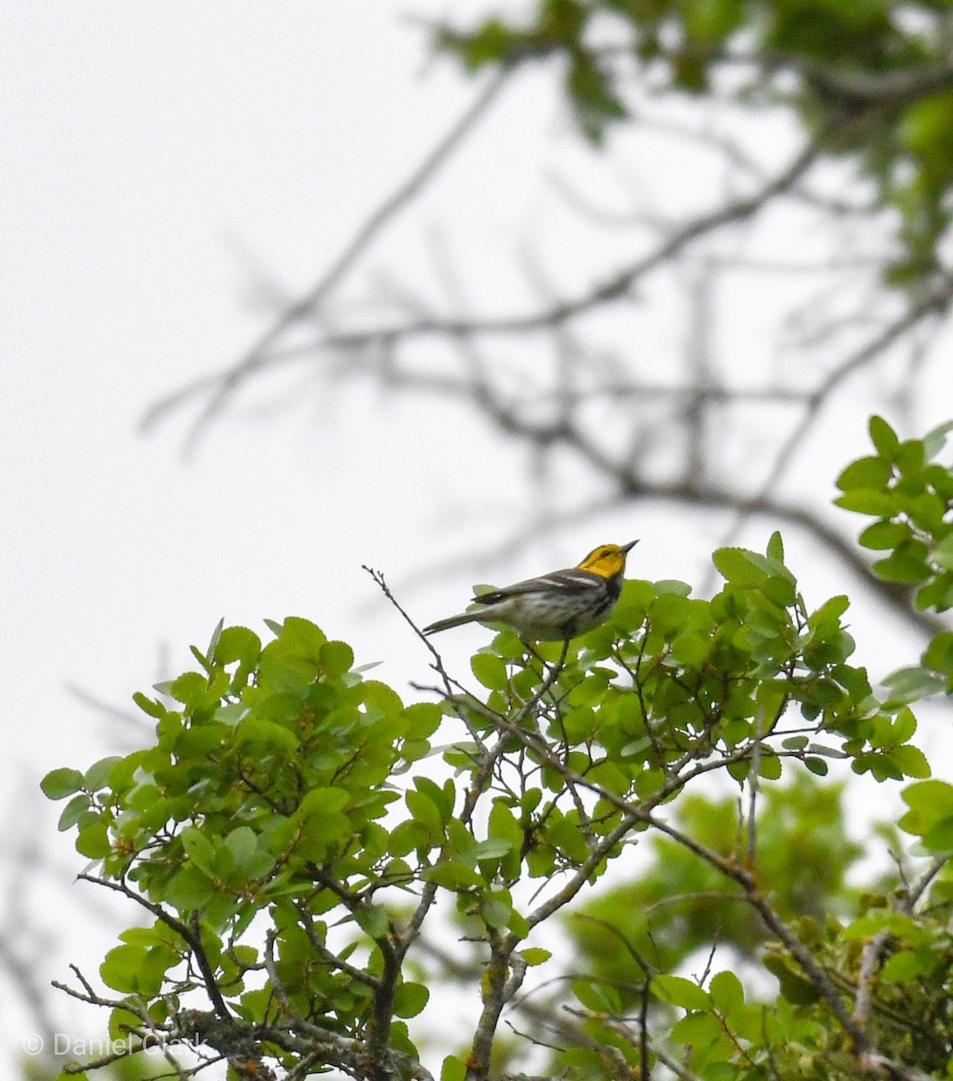 Golden-cheeked Warbler - ML150857201