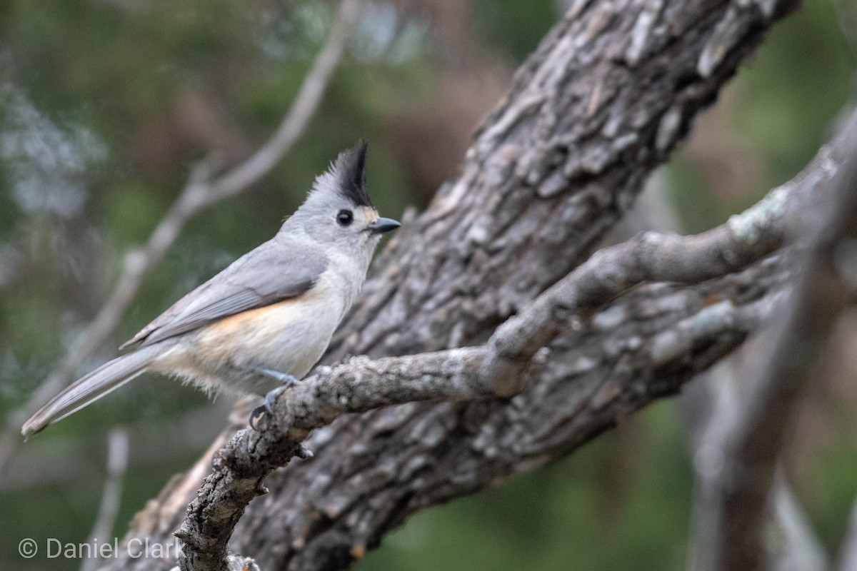 Black-crested Titmouse - ML150857221