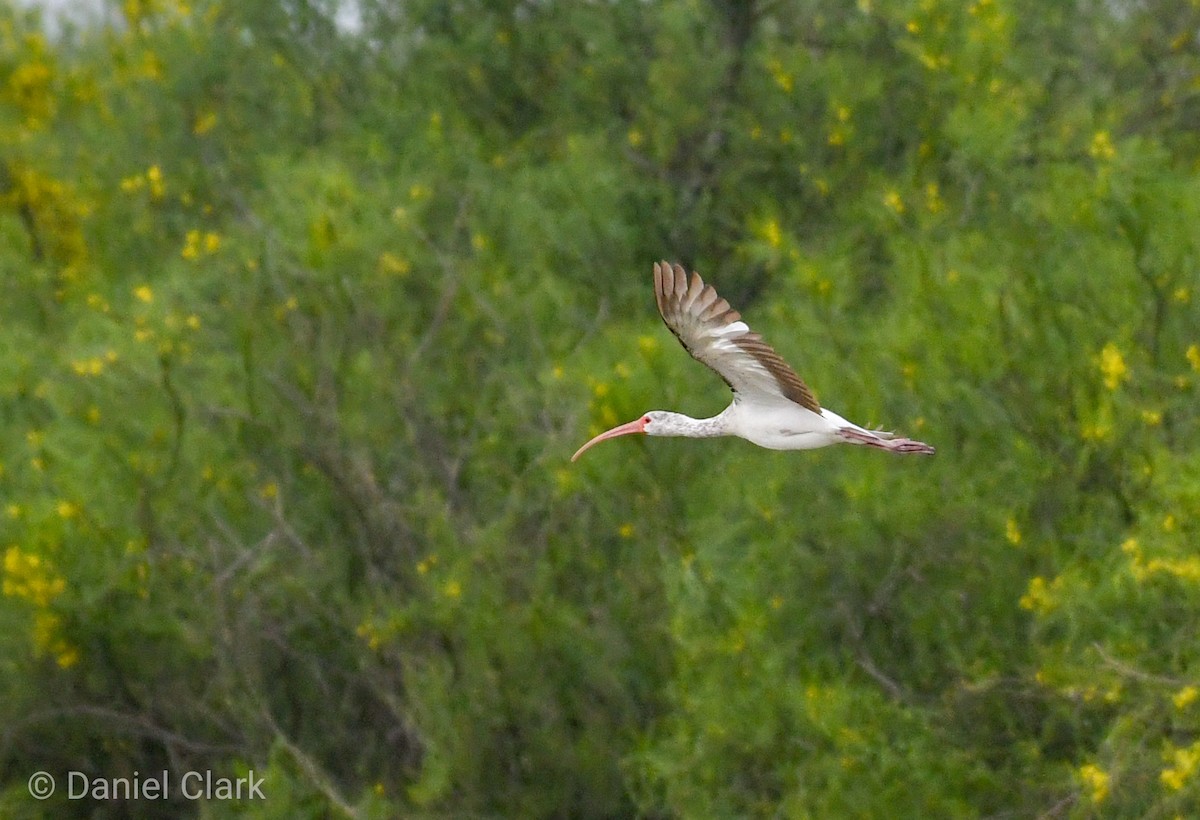 ibis bílý - ML150858181