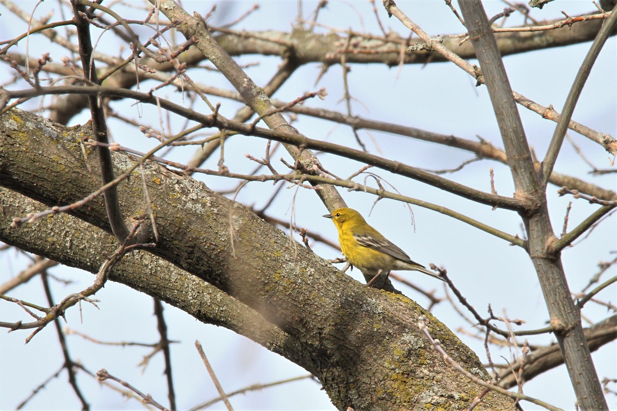 Pine Warbler - ML150858431