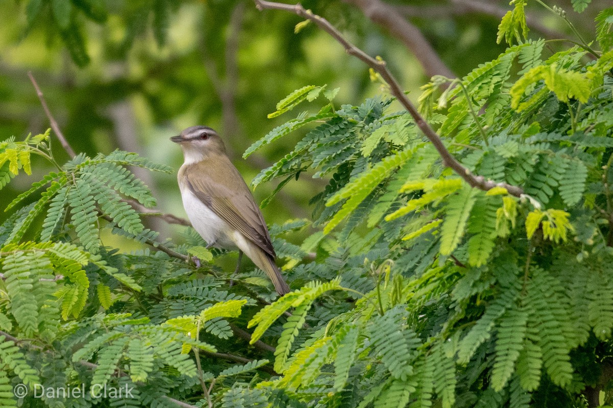 Red-eyed Vireo - Daniel Clark