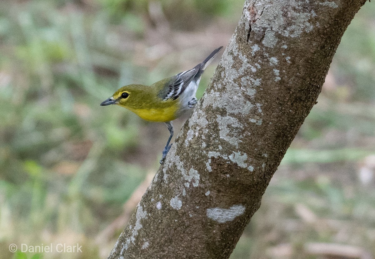 Yellow-throated Vireo - ML150858671