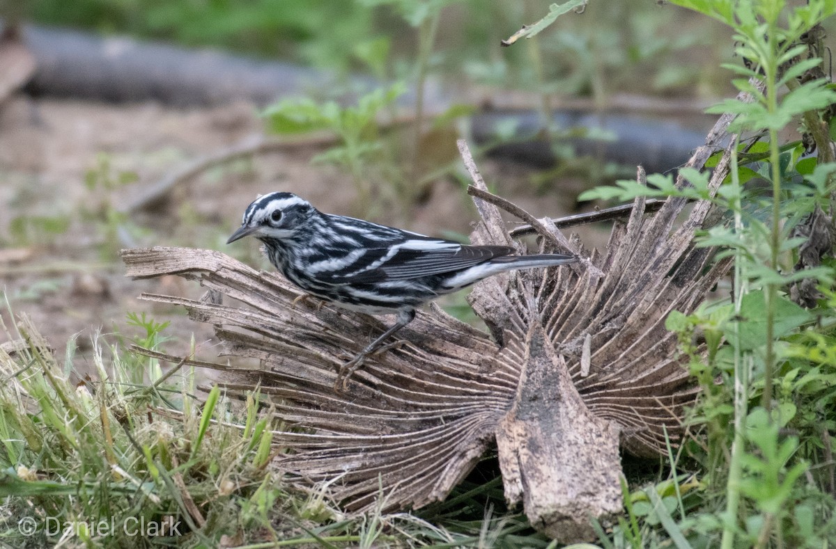 Black-and-white Warbler - ML150859061