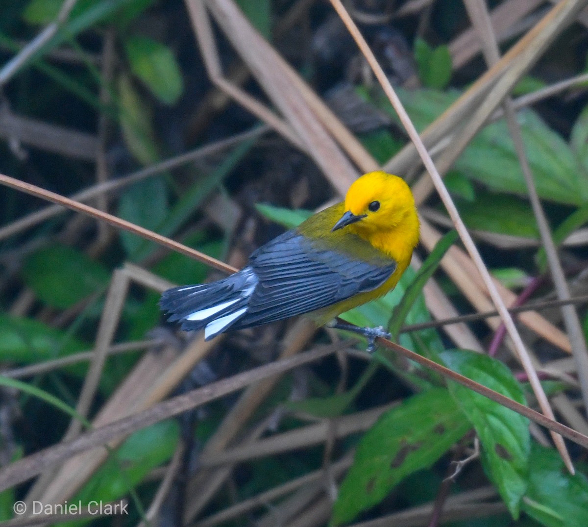 Prothonotary Warbler - ML150859141