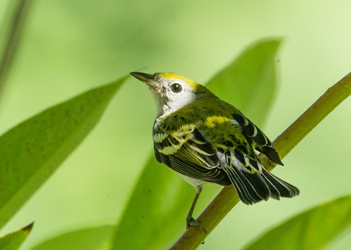 Chestnut-sided Warbler - ML150860111