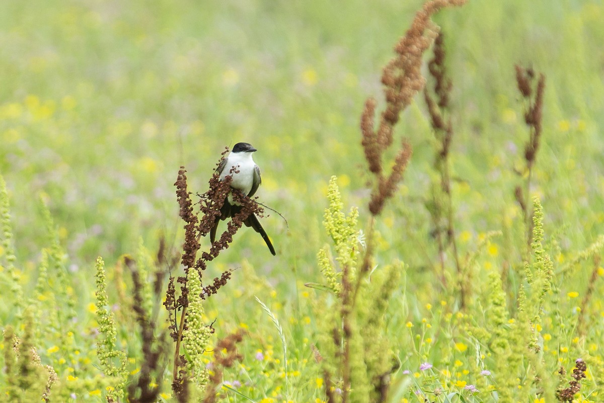 Fork-tailed Flycatcher - Joshua Covill