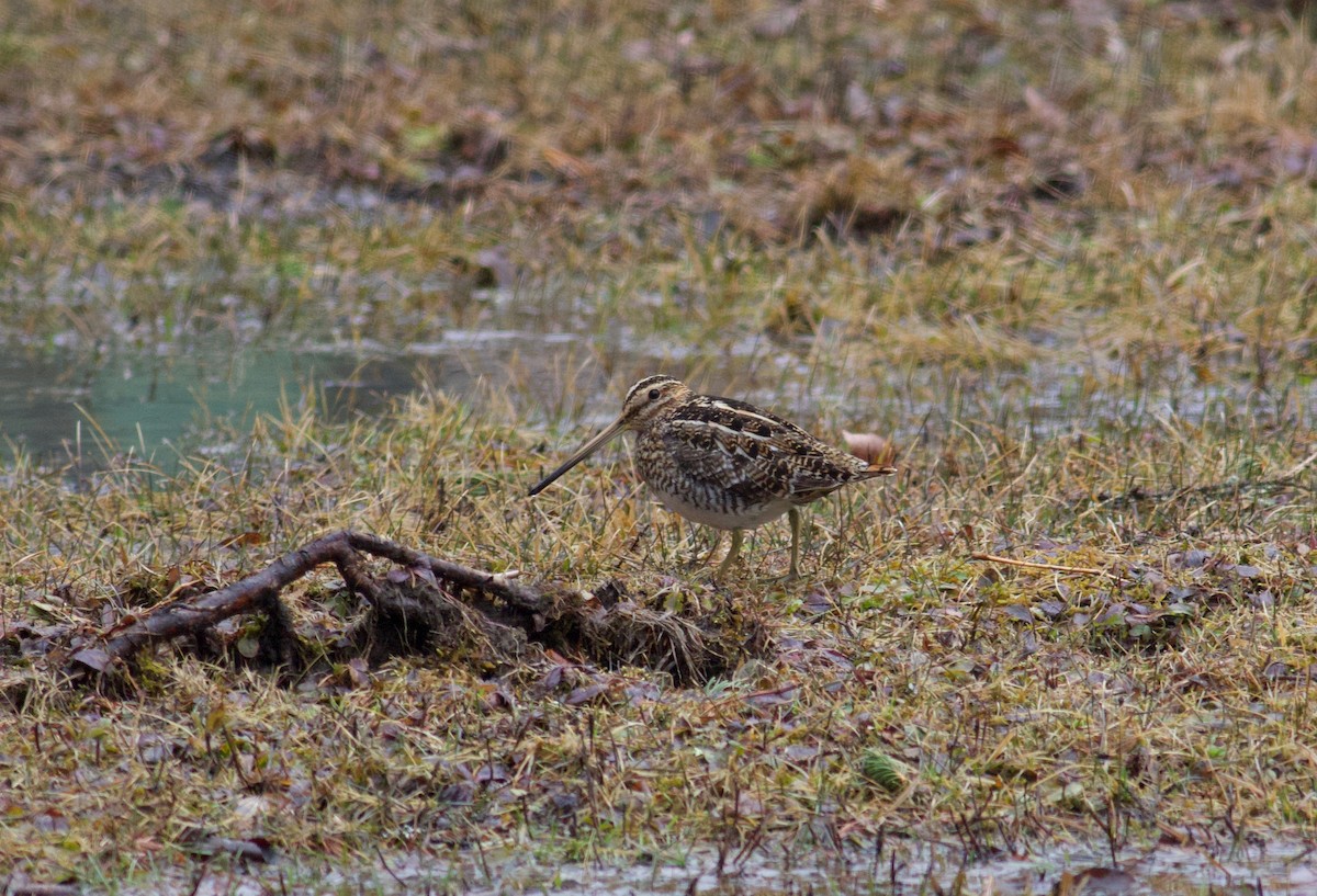 Wilson's Snipe - ML150864301