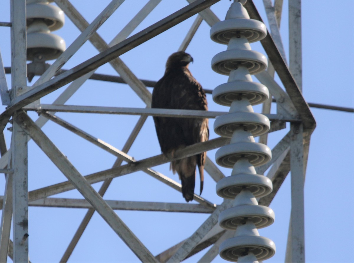 Águila Real - ML150866291