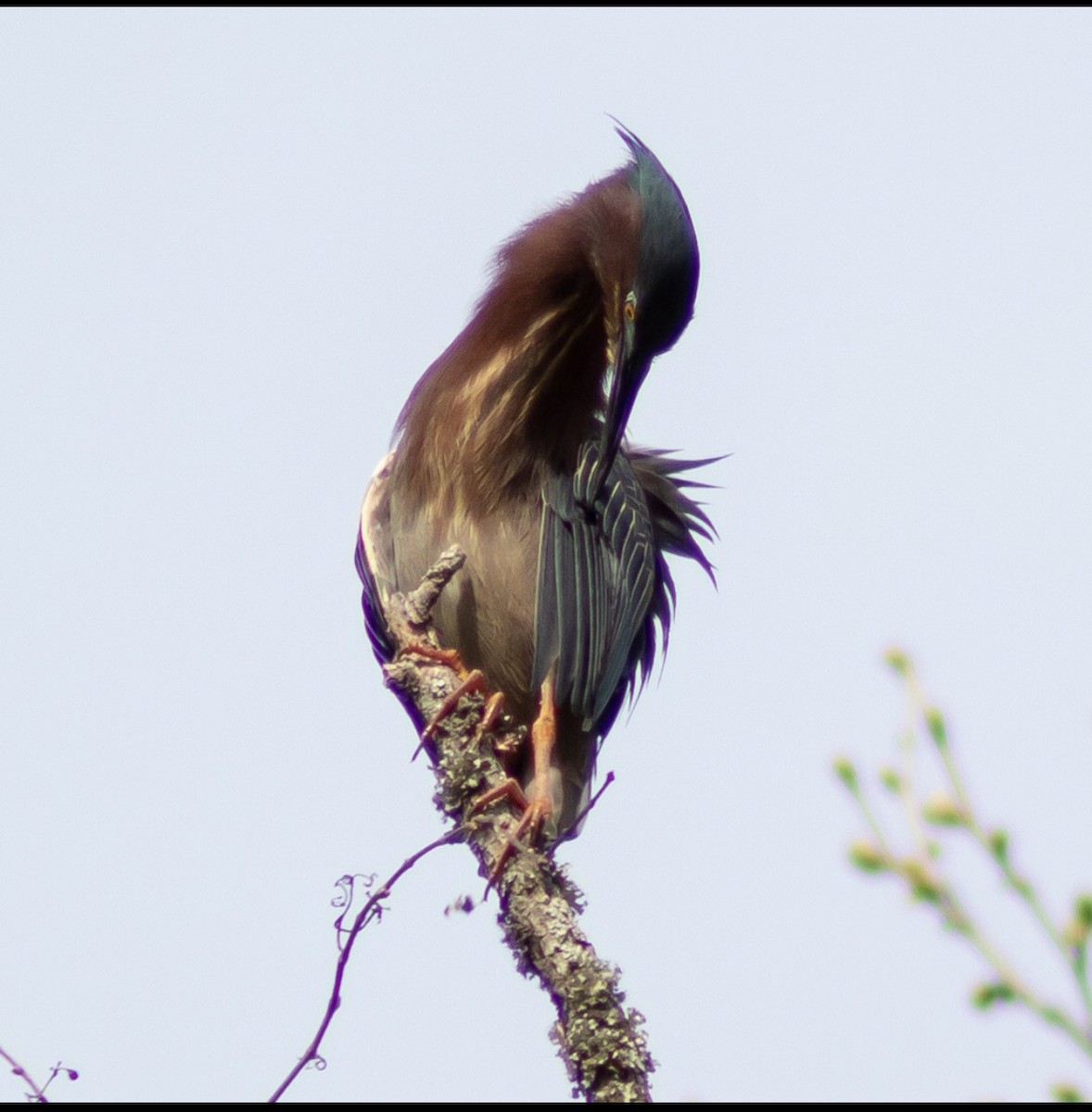 Green Heron - ML150866321