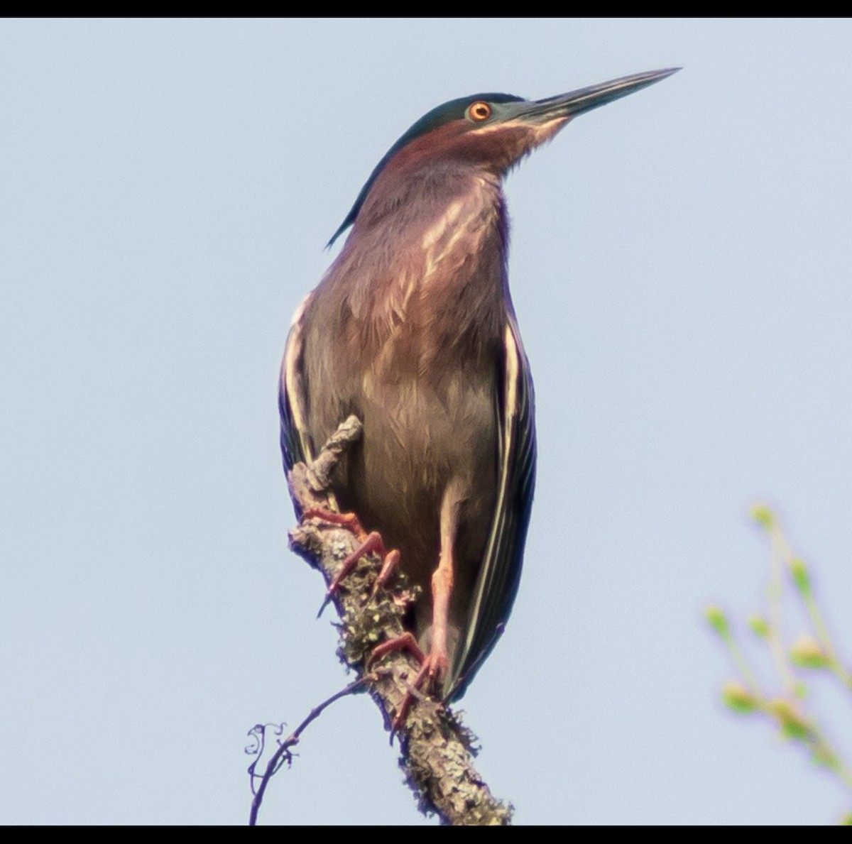 Green Heron - ML150866331