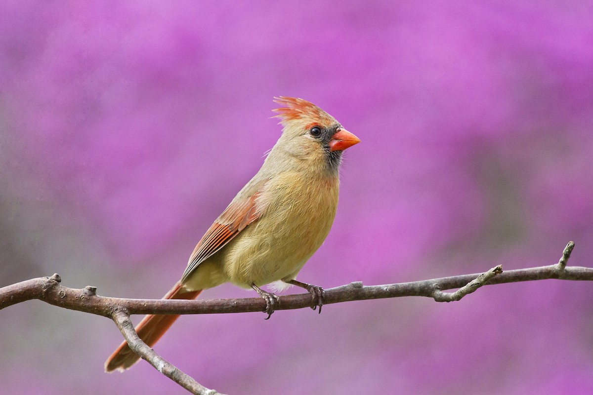Northern Cardinal - ML150866451