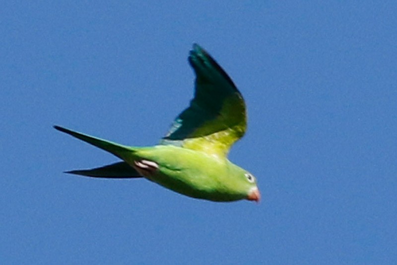 Yellow-chevroned Parakeet - J. Simón Tagtachian