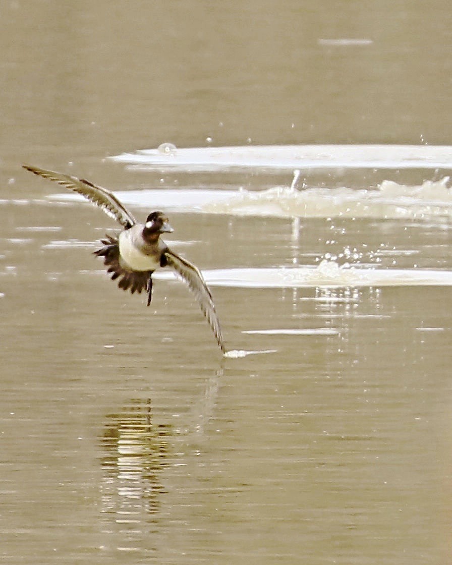 Bufflehead - ML150866741