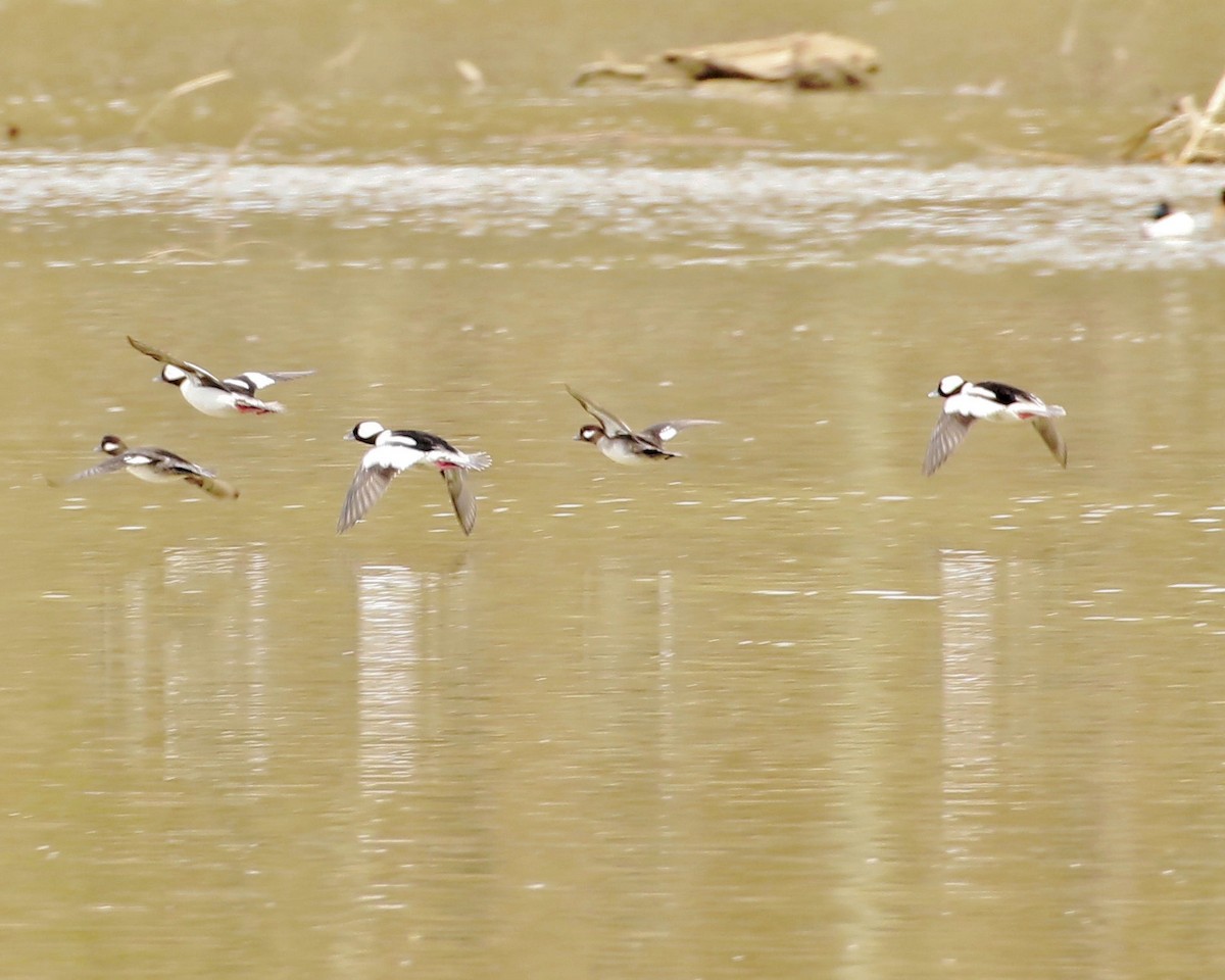 Bufflehead - ML150866771