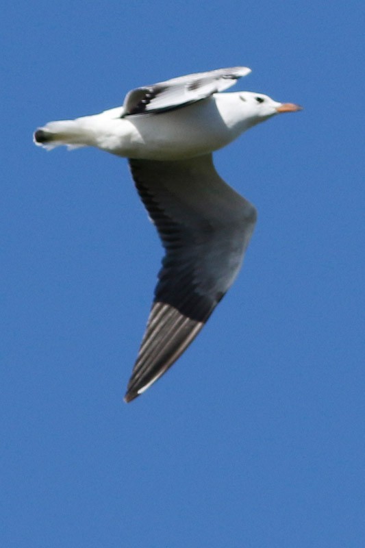 Brown-hooded Gull - J. Simón Tagtachian