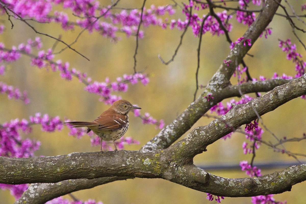 Brown Thrasher - ML150867191