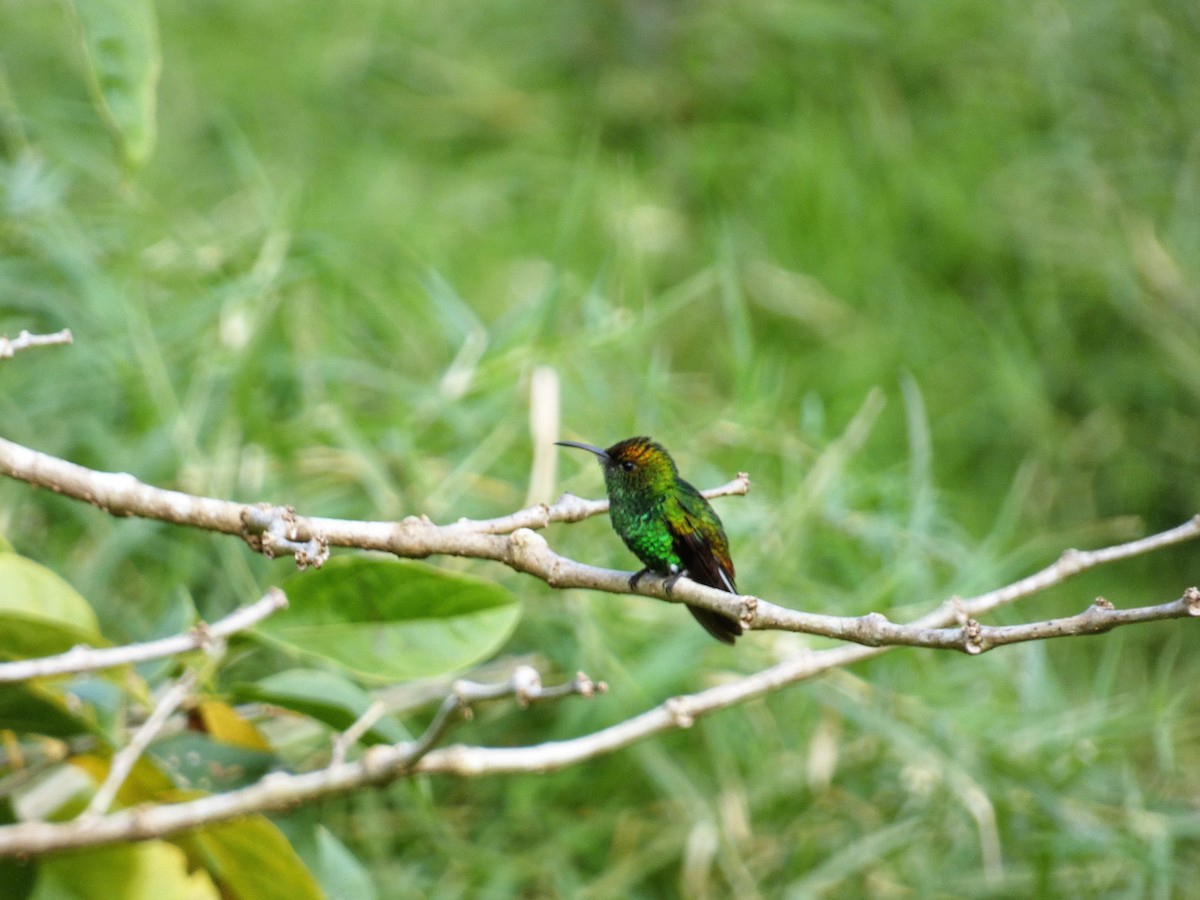 Coppery-headed Emerald - ML150867471