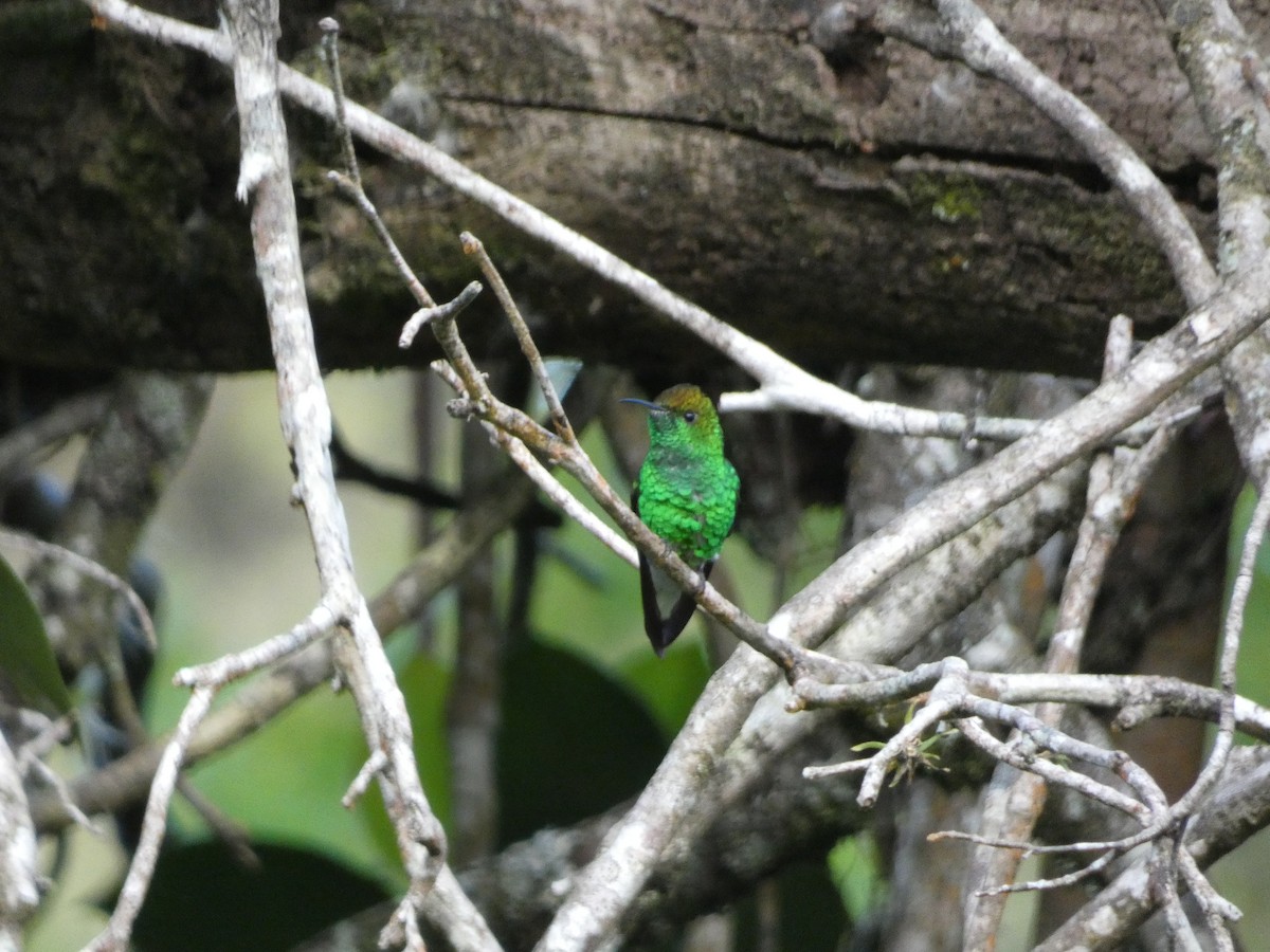 Esmeralda Capirotada - ML150867521