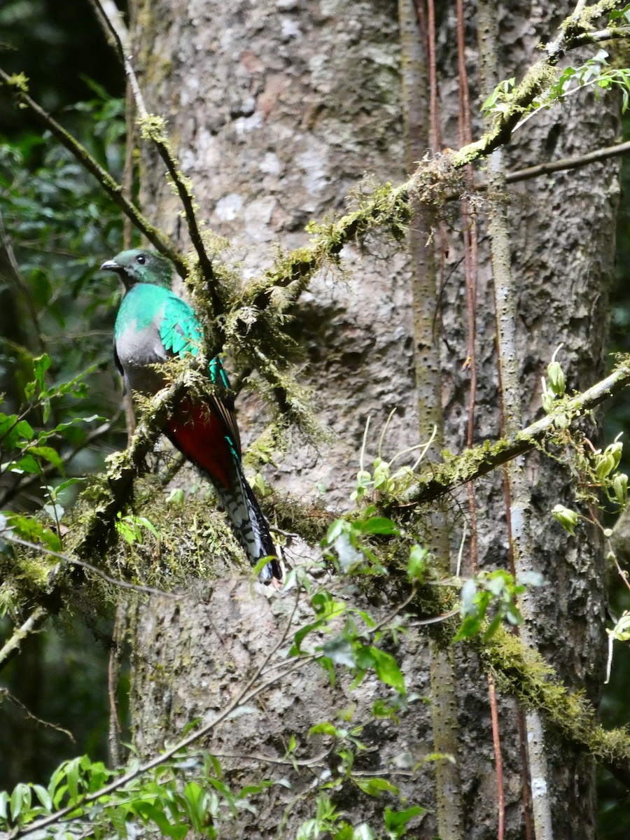 Quetzal Guatemalteco - ML150868601
