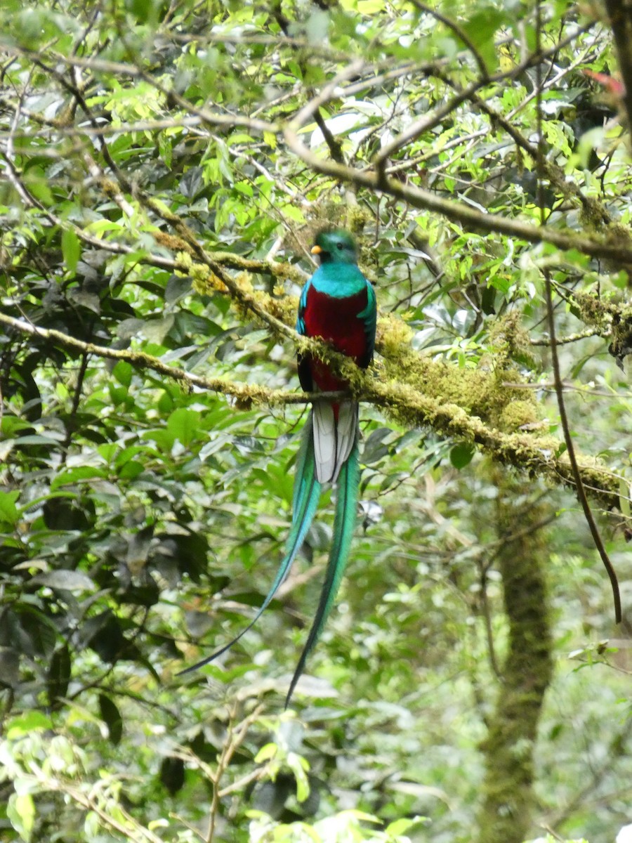 Quetzal Guatemalteco - ML150868881