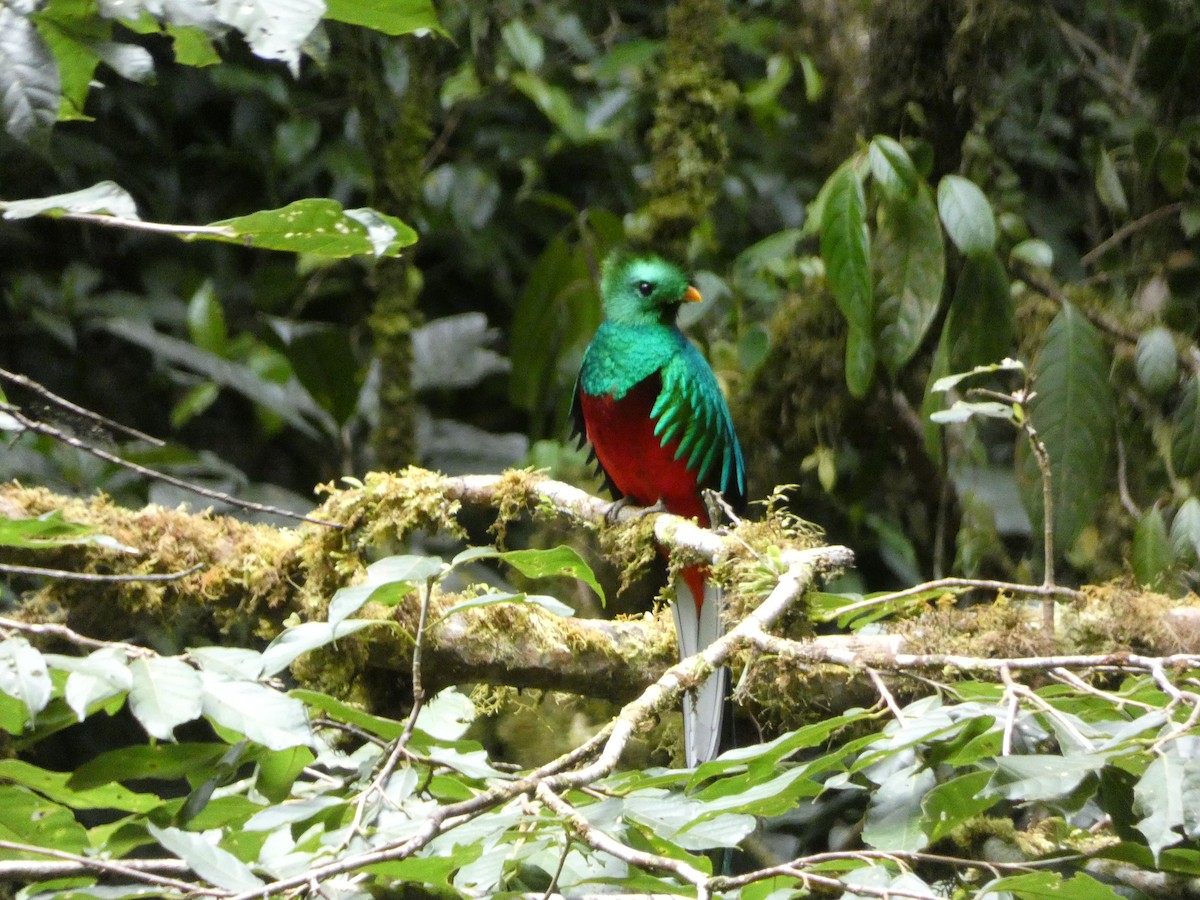 Quetzal resplendissant - ML150868911