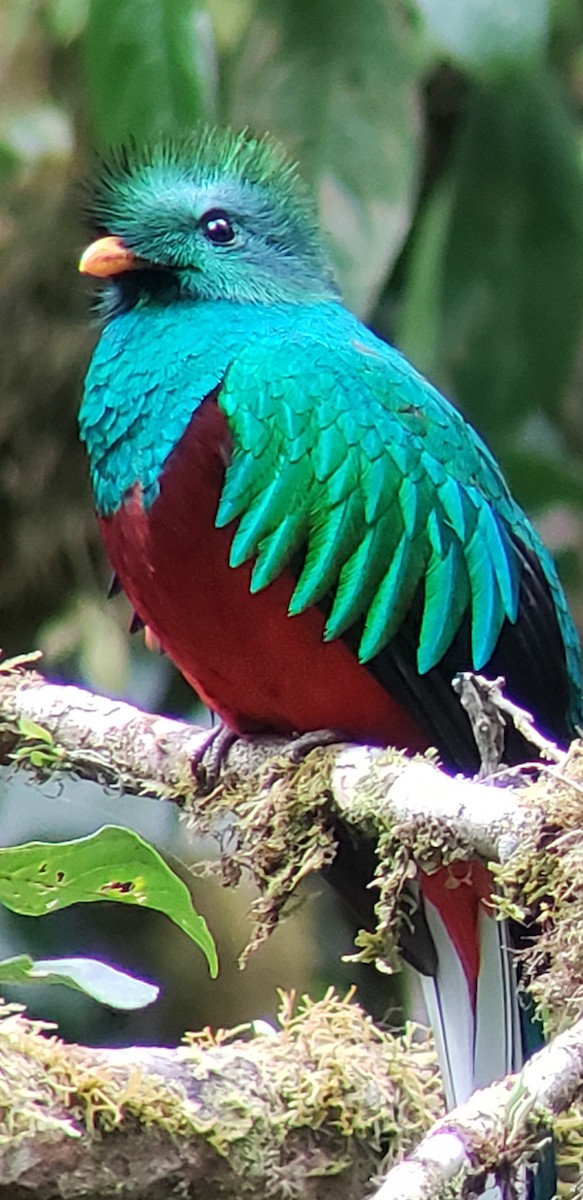 Quetzal Guatemalteco - ML150869131