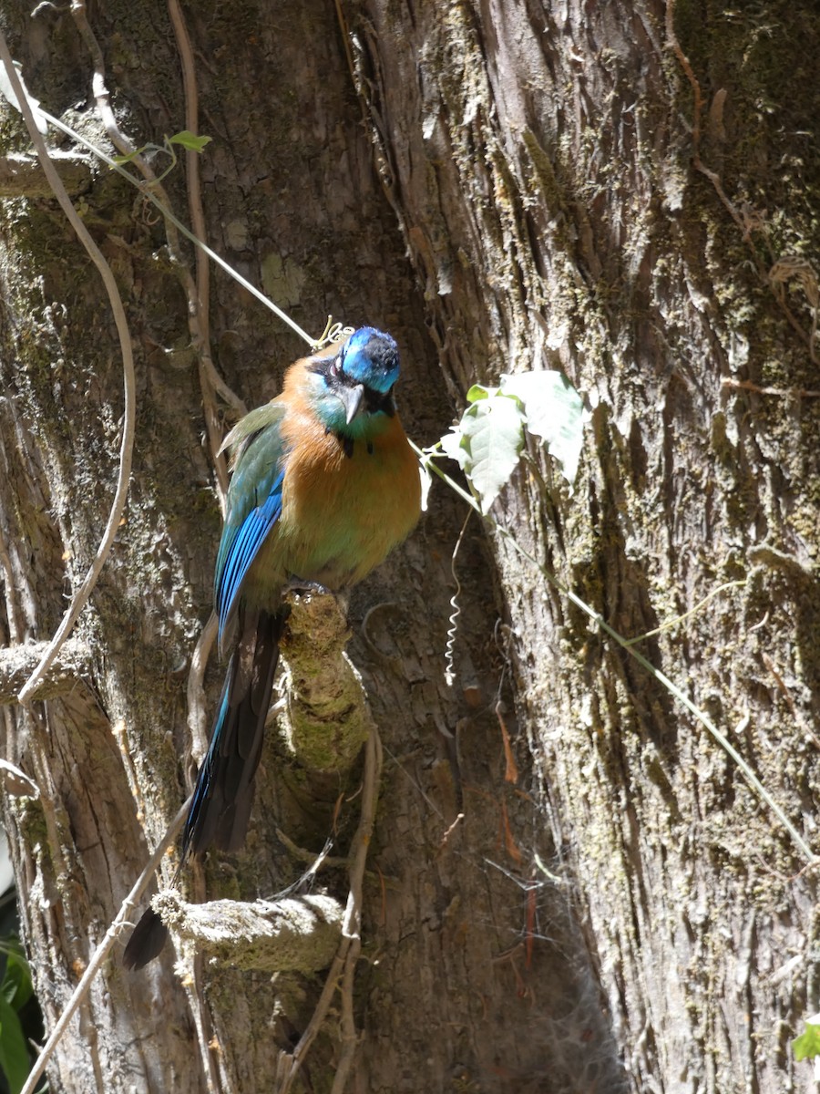 Motmot de Lesson - ML150869321