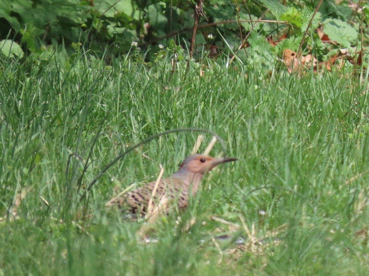 Northern Flicker - ML150869371