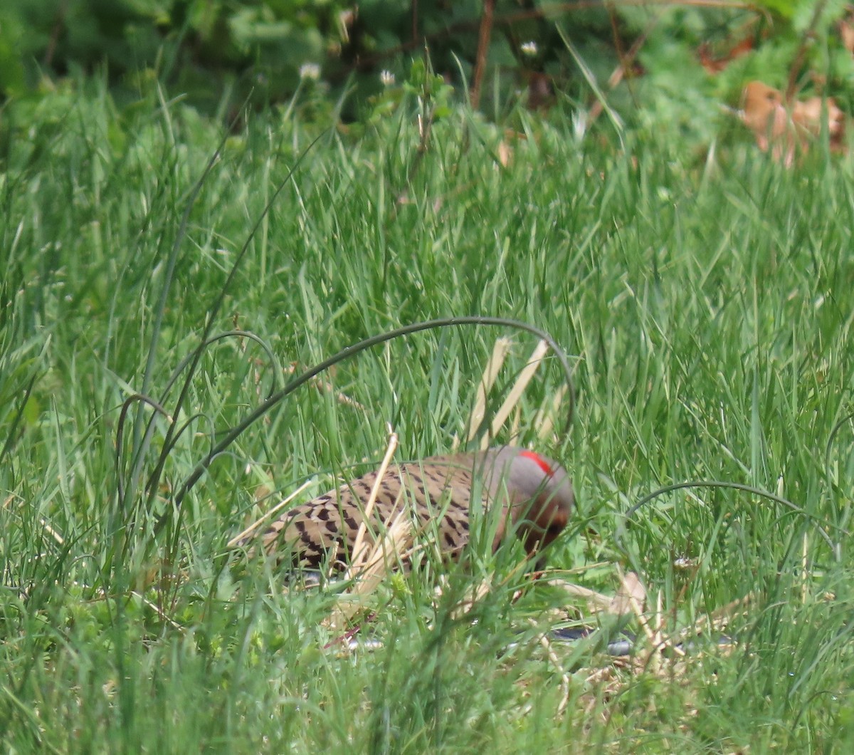 Northern Flicker - ML150869421