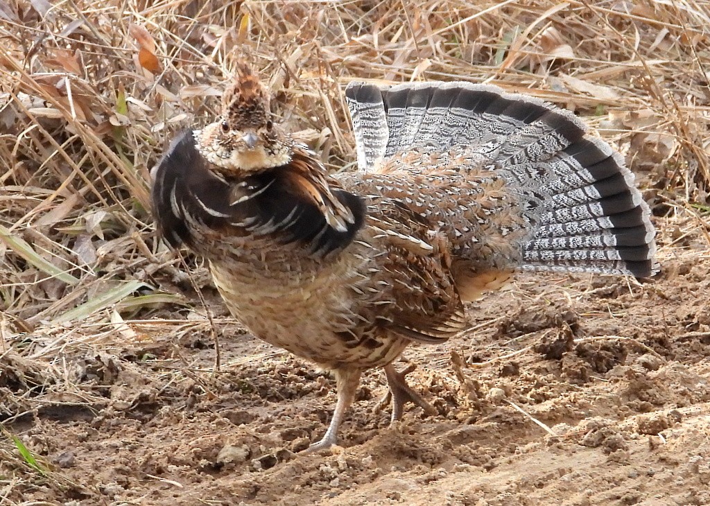Ruffed Grouse - Tim Ward