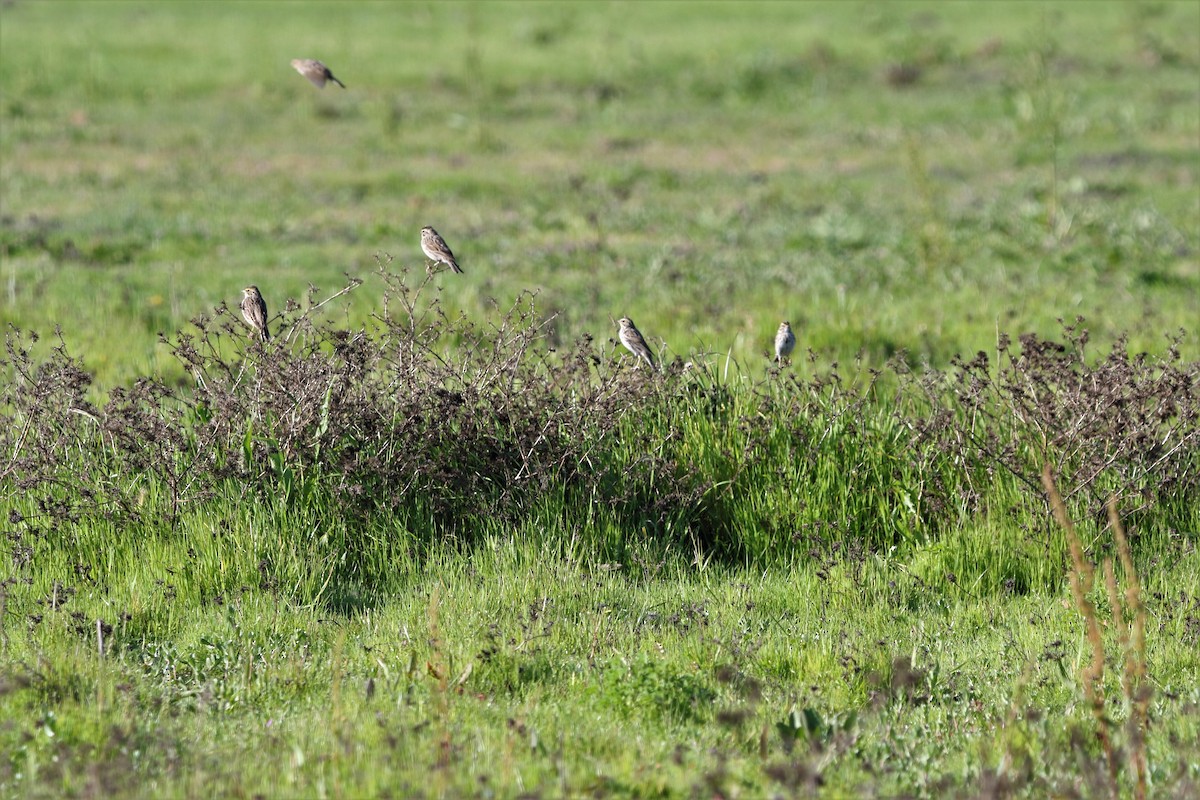 Savannah Sparrow - Ryan Phillips