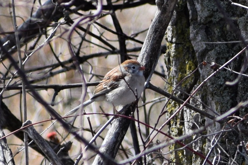 Field Sparrow - ML150870951