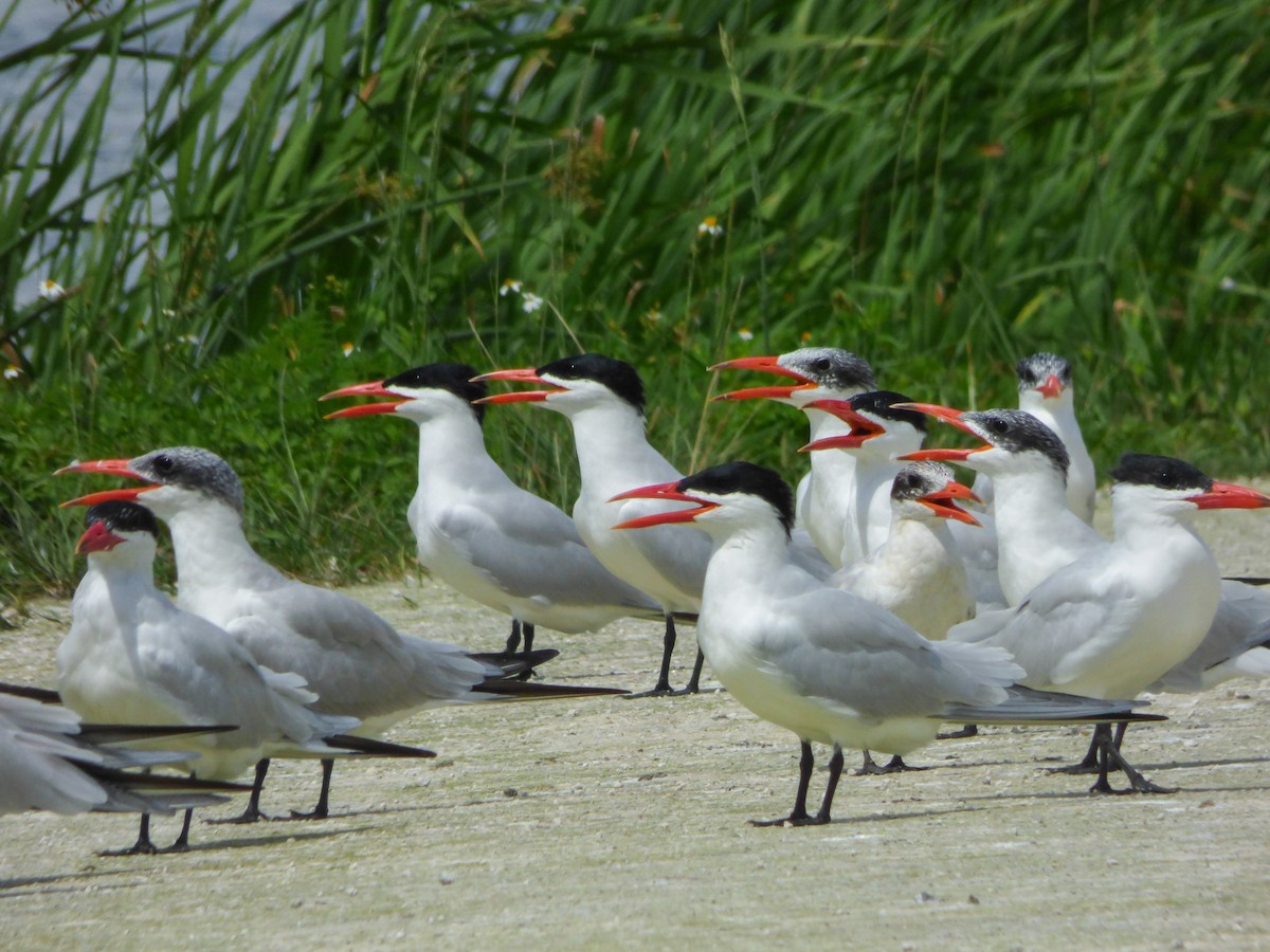 Caspian Tern - Dave Hart