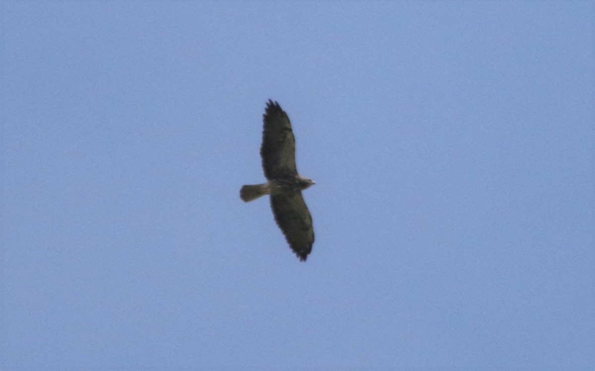 Swainson's Hawk - ML150872881