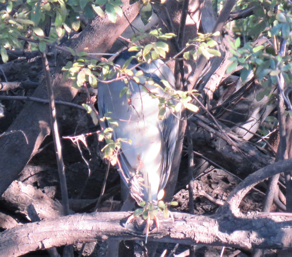 Black-crowned Night Heron - ML150872891