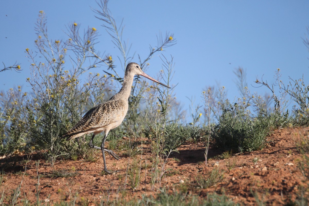 Marbled Godwit - Lonnie Pilkington