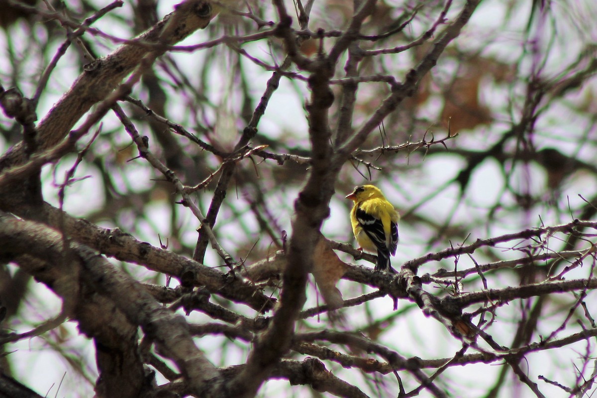 American Goldfinch - David Lerwill