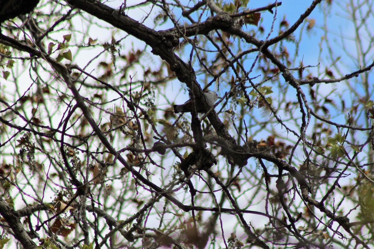 White-breasted Nuthatch - ML150874381