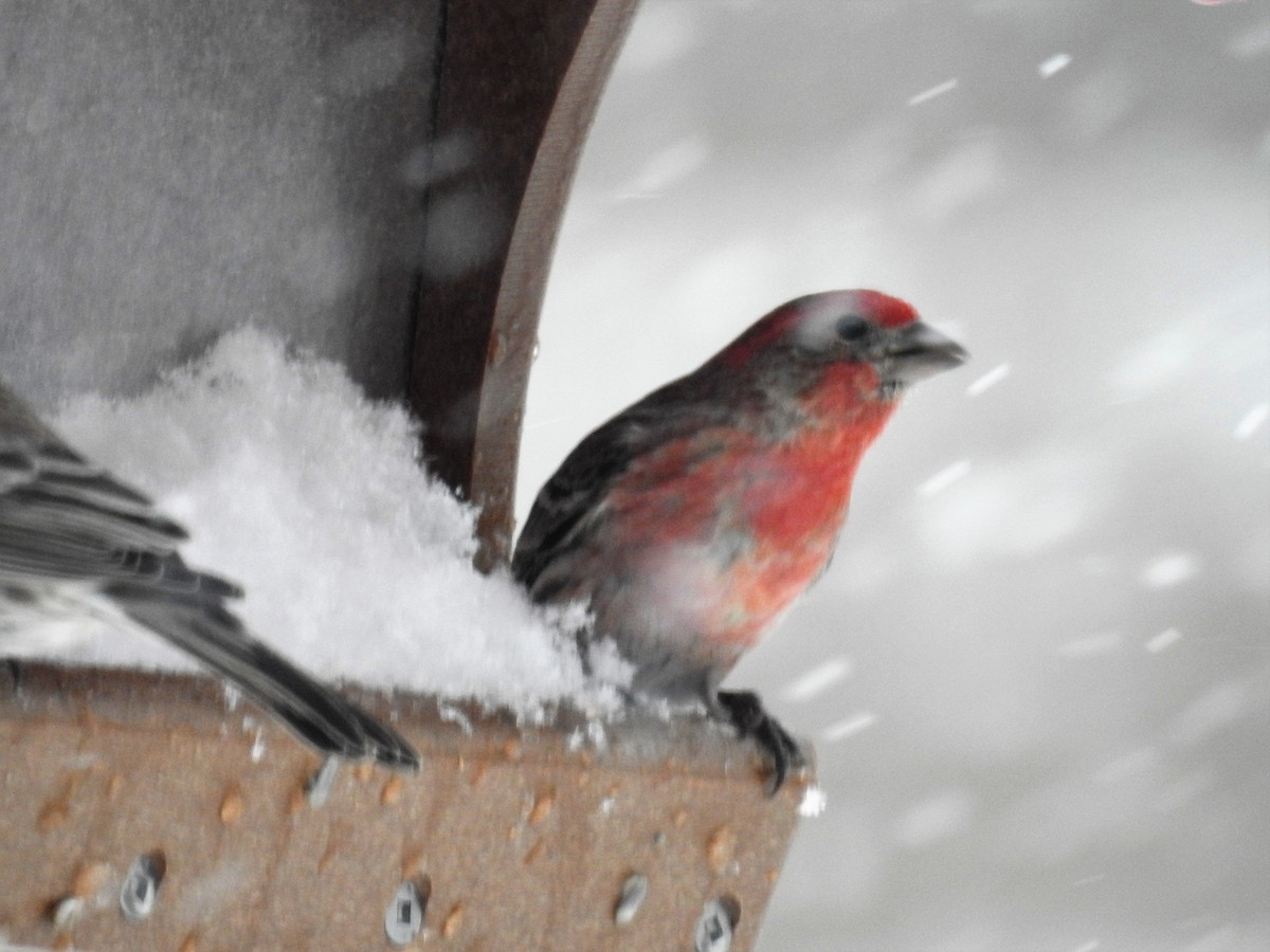 House Finch - ML150874461