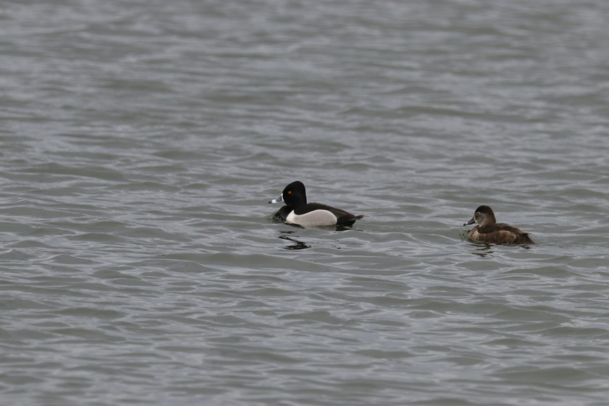 Ring-necked Duck - ML150874831