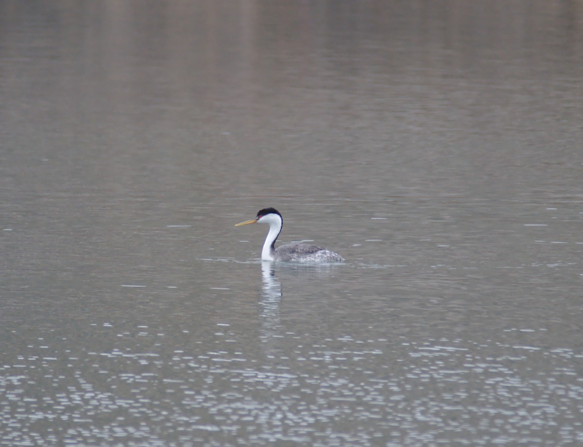 Western Grebe - ML150875011